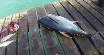 Republika Zielonego Przylądka - tuńczyk w cenie 5€ za 6kg