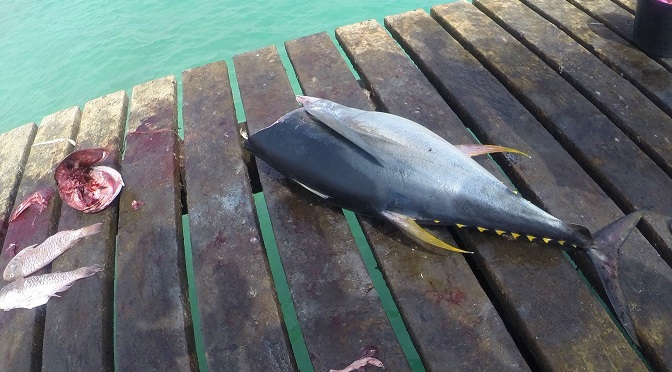 Republika Zielonego Przylądka - tuńczyk w cenie 5€ za 6kg
