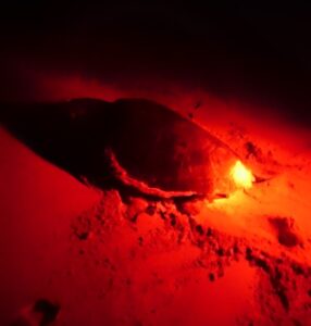 Jedyne sensowne zdjęcie caretta caretta z Cape Verde jakie udało mi się zrobić.