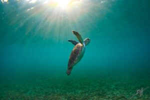 Żółw caretta caretta