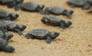 Młode caretta caretta w drodze do oceanu