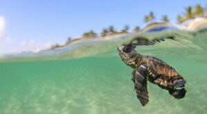 Młode caretta caretta