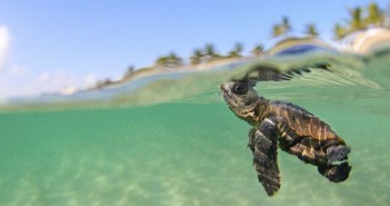 Caretta caretta czyli polowanie na żółwie Młode caretta caretta