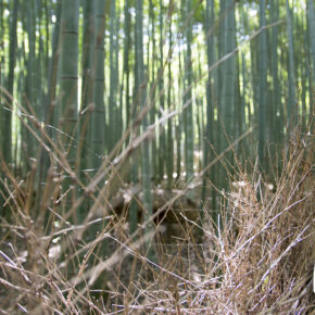 Słynny Bamboo Forest