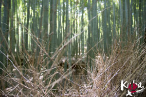 Słynny Bamboo Forest