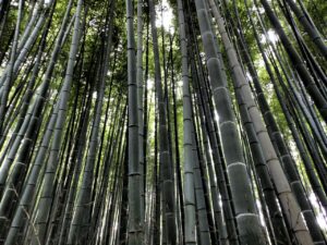 Bamboo forest