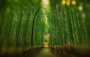 Bamboo forest