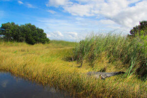 Everglades