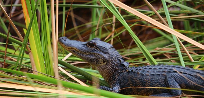Everglades - aligator