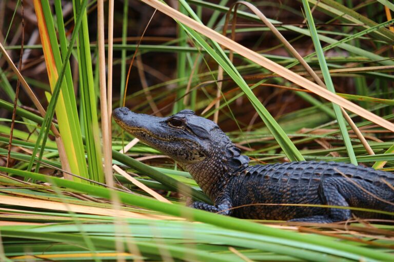 Everglades - aligator
